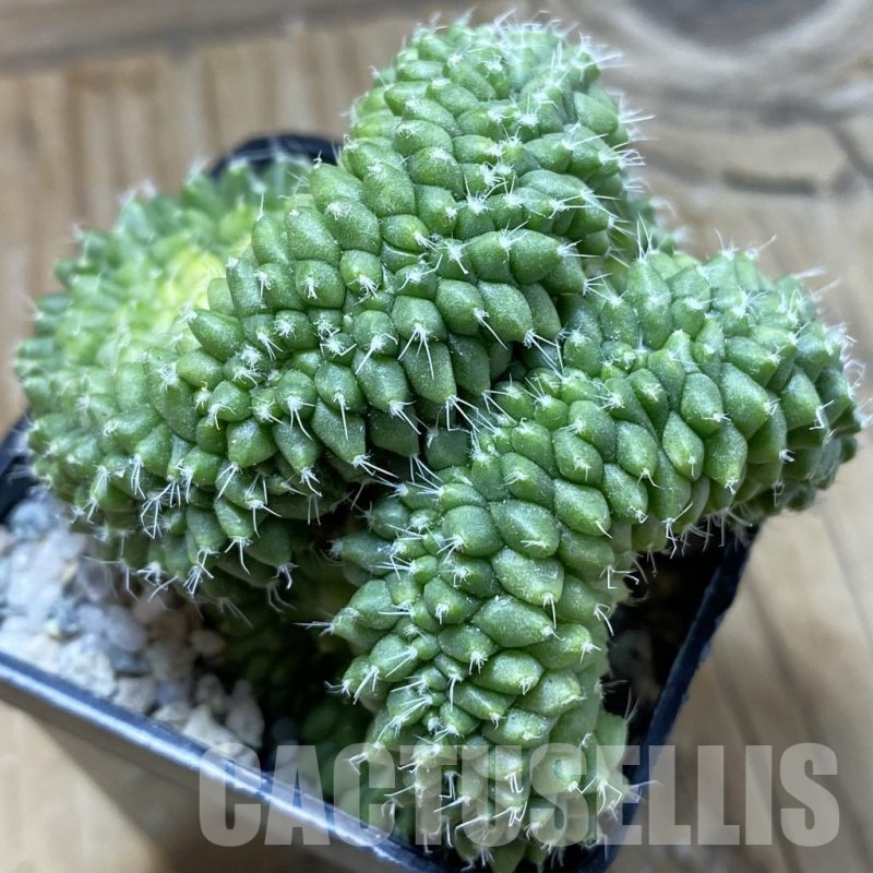 SH20815 Mammillaria bucareliensis f. cristata