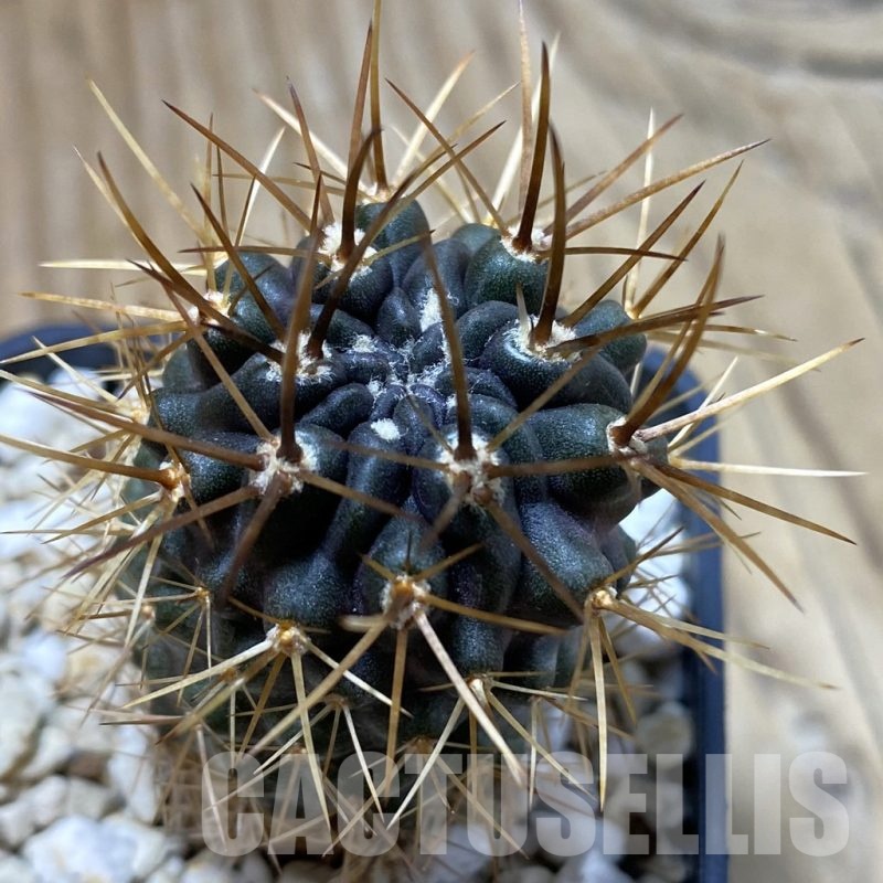 SH20798 Eriosyce curvispina, seedling