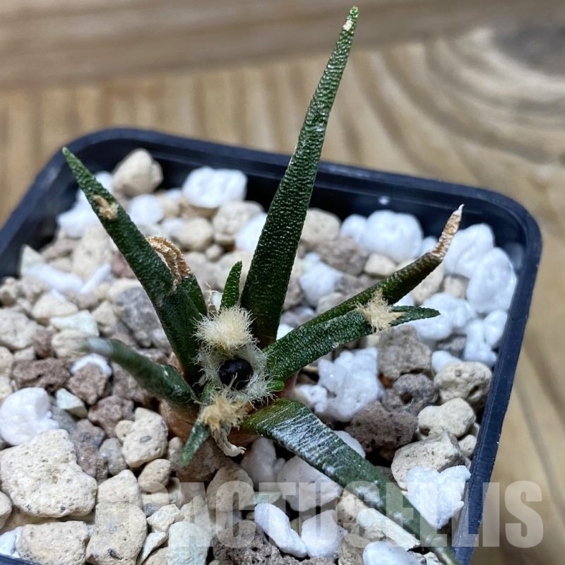 SH20824 Ariocarpus agavoides