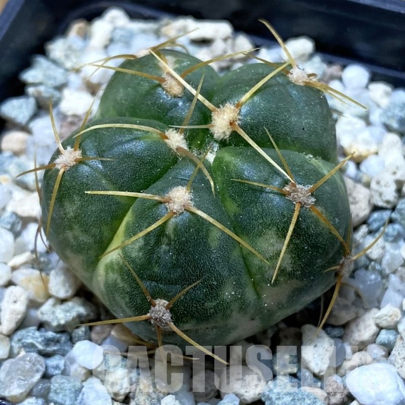 SH20826 Gymnocalycium horstii f. variegata