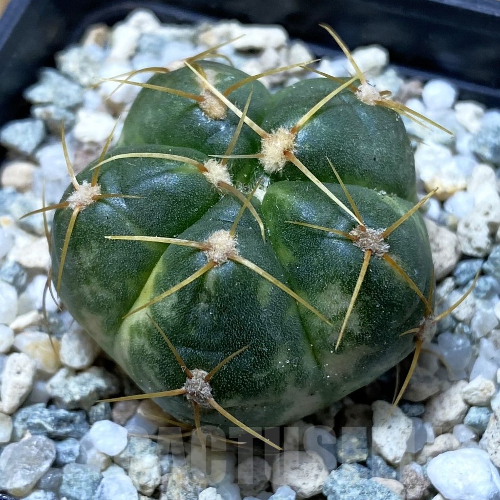 SH20826 Gymnocalycium horstii f. variegata