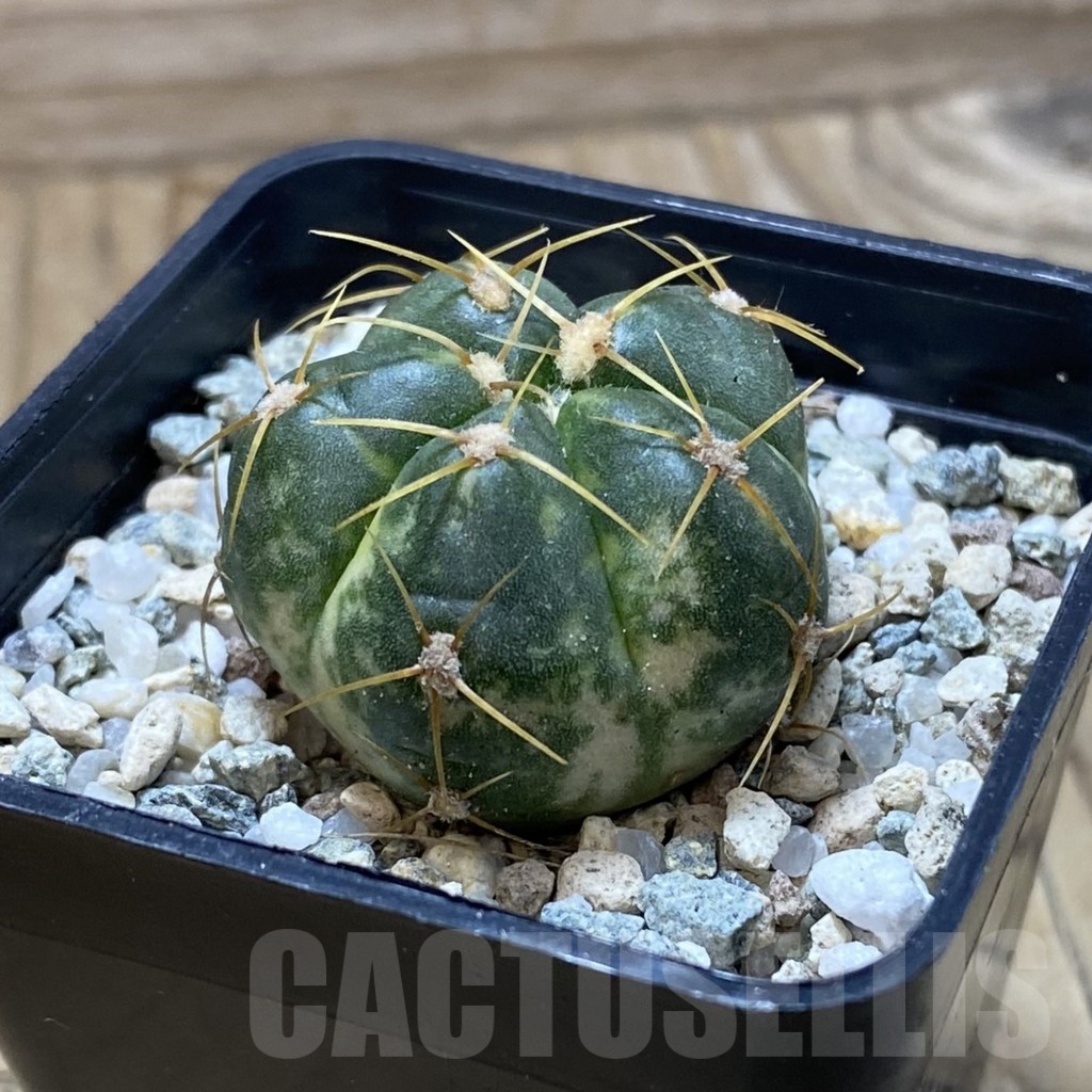 SH20826 Gymnocalycium horstii f. variegata - Image 2