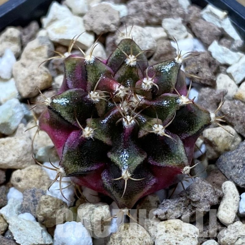 SH20828 Gymnocalycium mihanovichii ‘Bubble Gum’