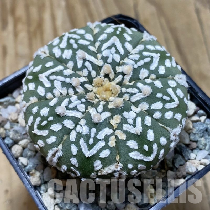 SH20970 Astrophytum asterias ‘Super Kabuto’ V-type