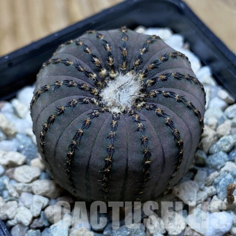 SH20941 Frailea asterioides