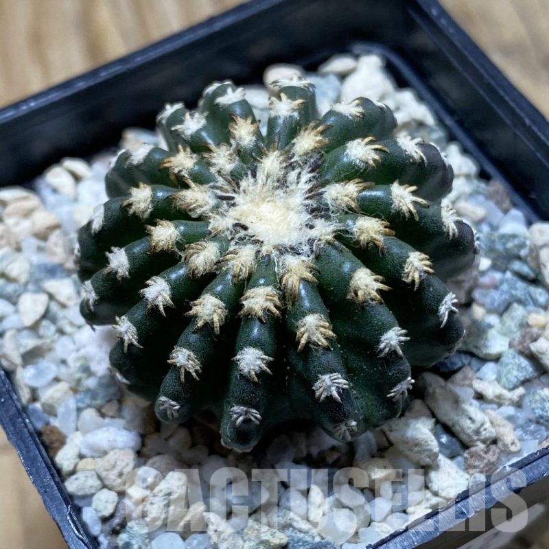 SH20942 Discocactus horstii