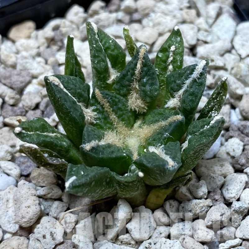 SH20944 Ariocarpus kotschoubeyanus v. elephantidens hybrid