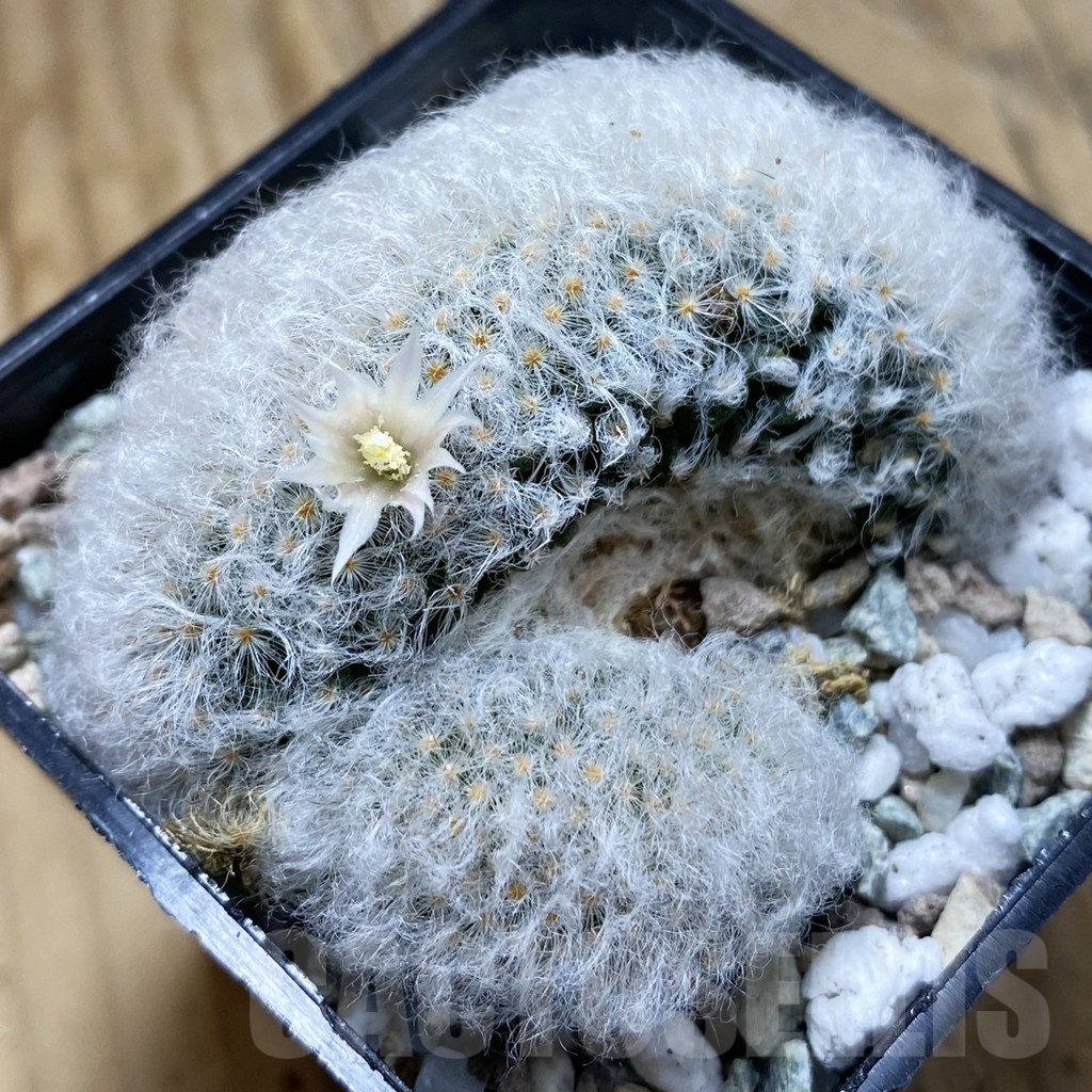 SH20946 Mammillaria bocasana v. multilanata f. cristata