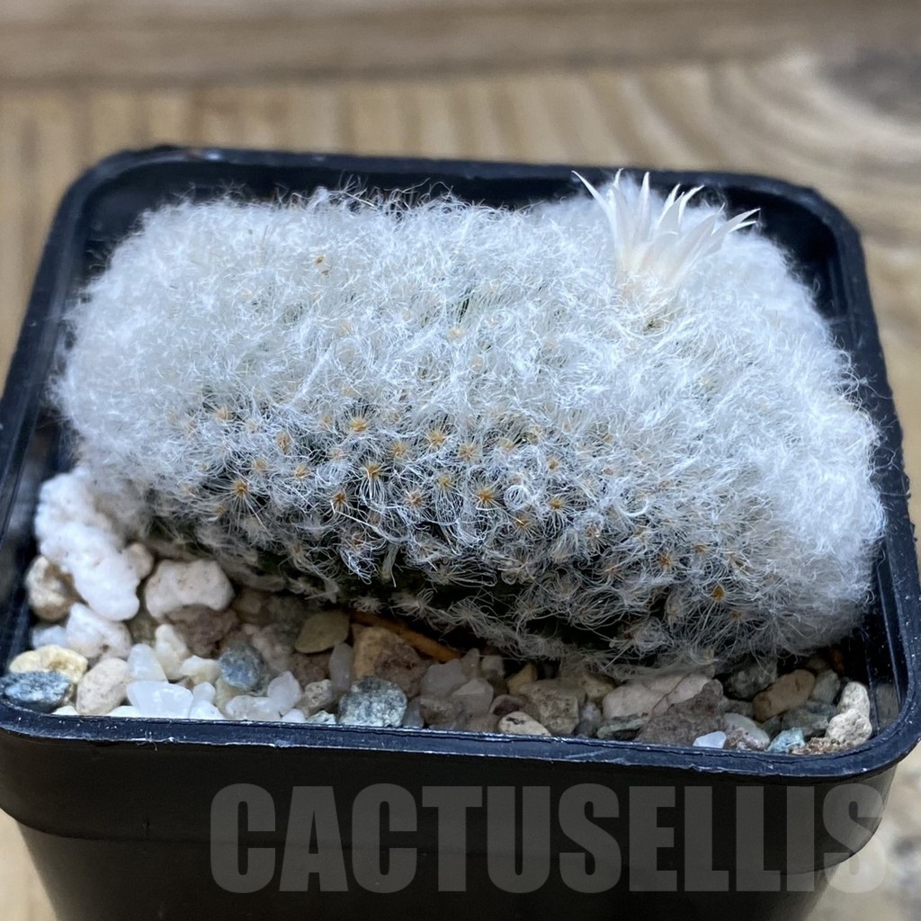 SH20946 Mammillaria bocasana v. multilanata f. cristata - immagine 2