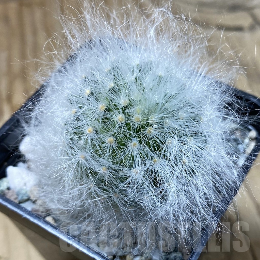 SH20947 Mammillaria guelzowiana LAU 640