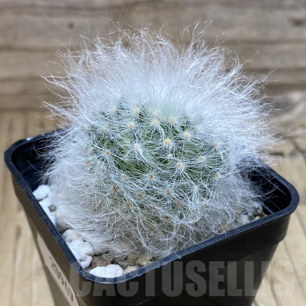 SH20947 Mammillaria guelzowiana LAU 640 - immagine 2