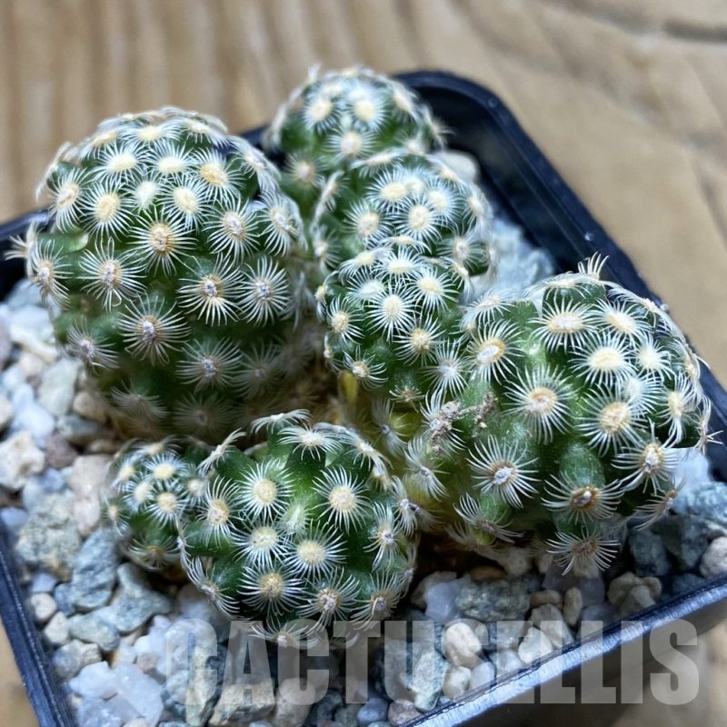 SH20948 Mammillaria saboae v. haudeana