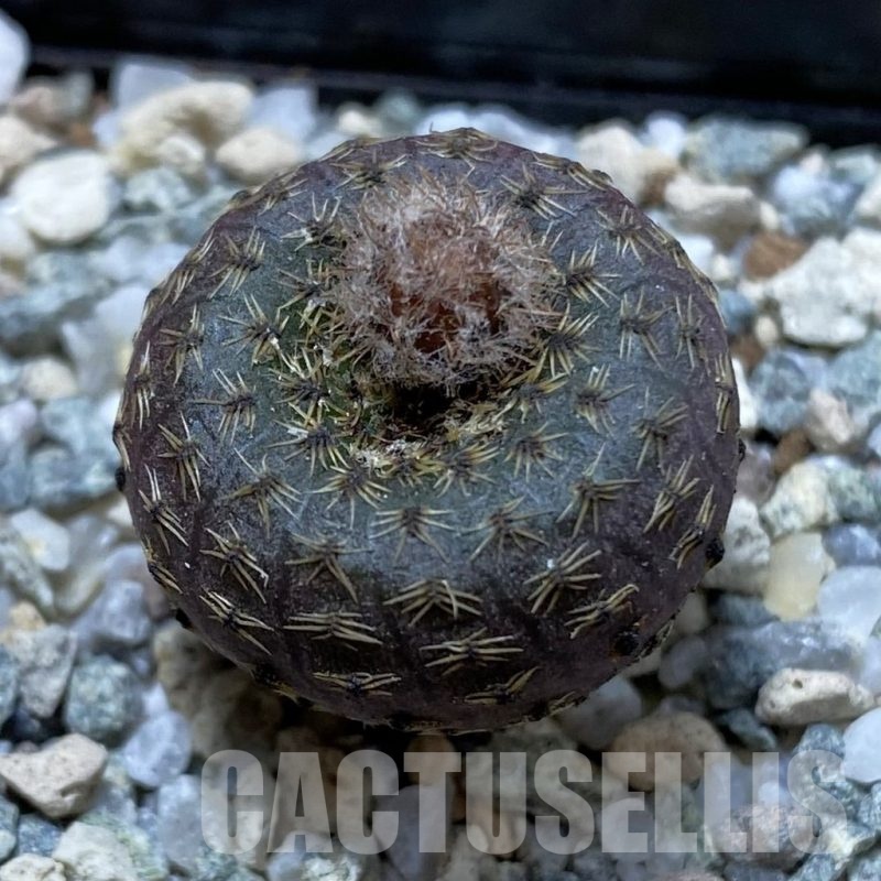 SH20939 Frailea phaeodisca