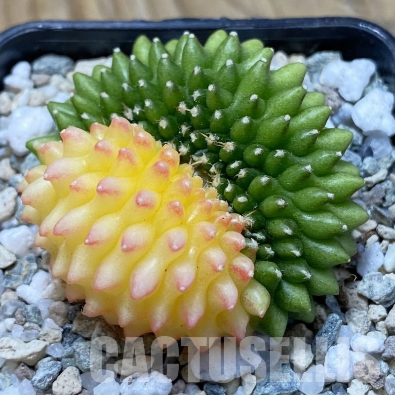 SH20965 Gymnocalycium mihanovichii ‘inermis’ f. variegata cristata