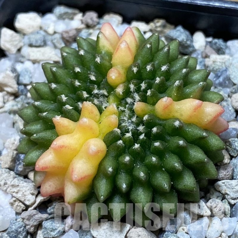 SH20967 Gymnocalycium mihanovichii ‘inermis’ f. variegata cristata