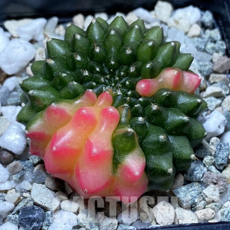 SH21040 Gymnocalycium mihanovichii ‘inermis’ f. variegata