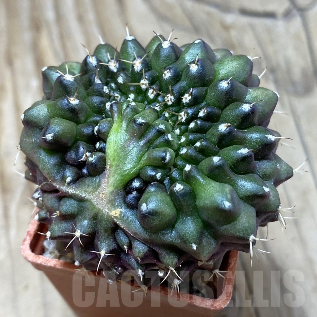SH21041 Gymnocalycium mihanovichii f. cristata