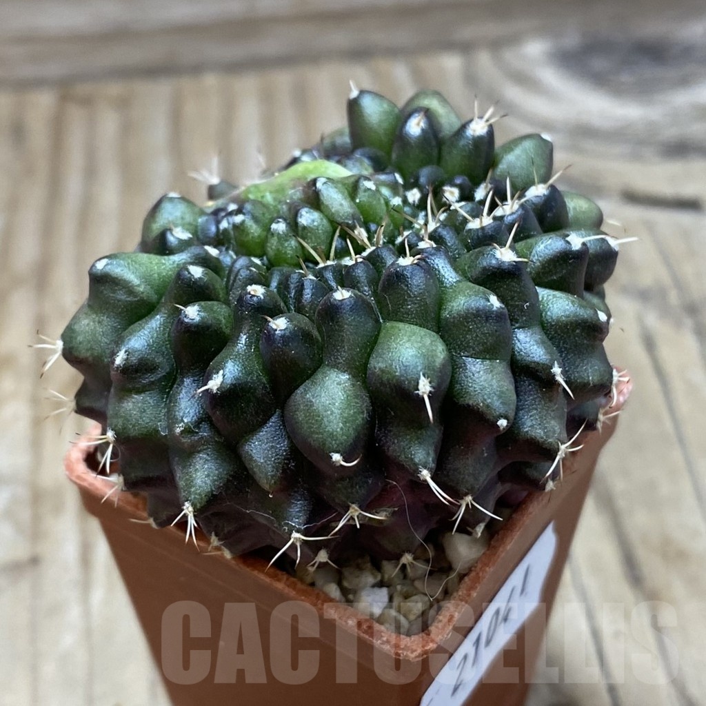 SH21041 Gymnocalycium mihanovichii f. cristata - Image 2