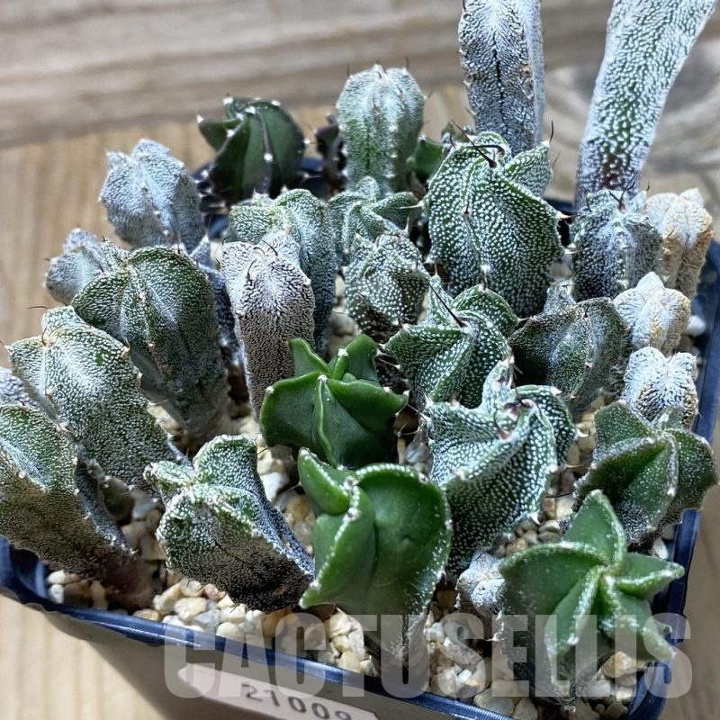 SH21009 Astrophytum myriostigma mix