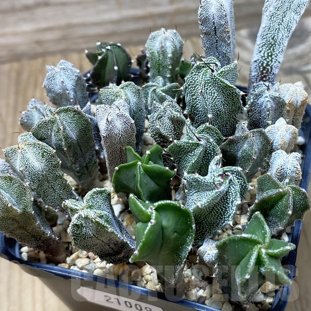 SH21009 Astrophytum myriostigma mix
