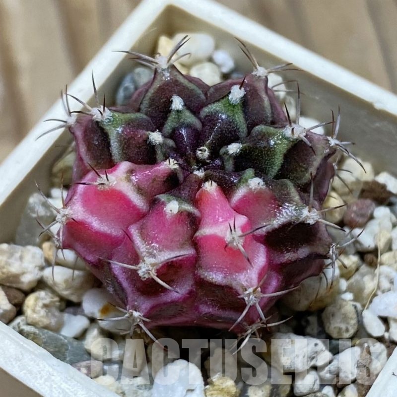 SH21042 Gymnocalycium mihanovichii f. variegata, seedling