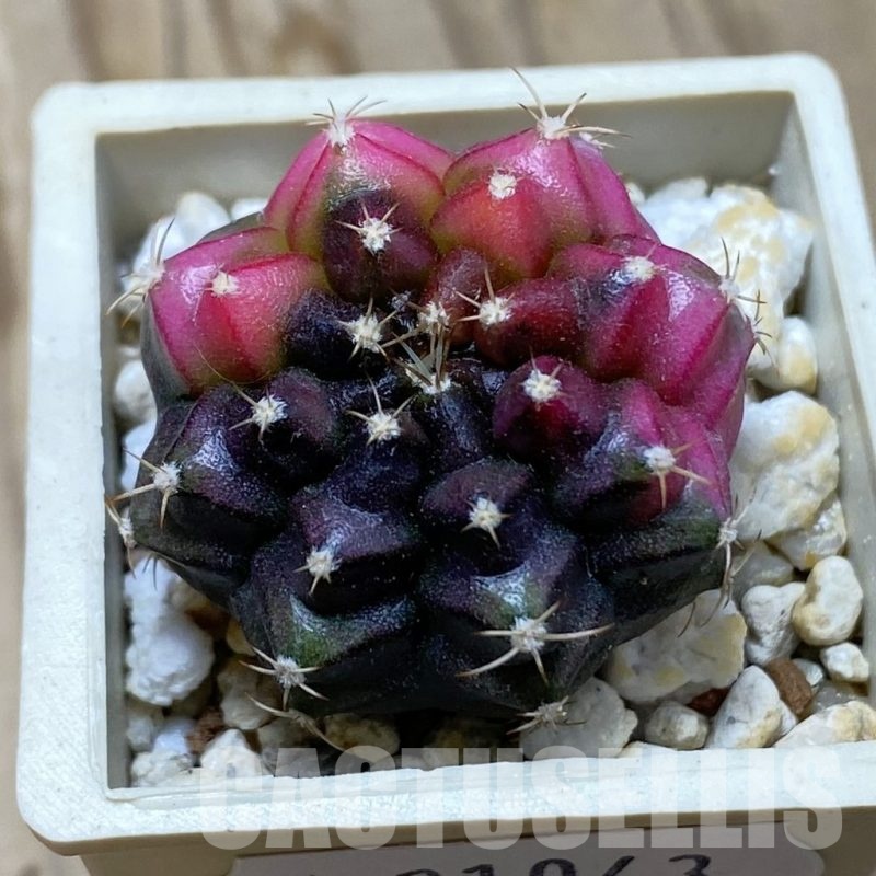 SH21043 Gymnocalycium mihanovichii f. variegata, seedling