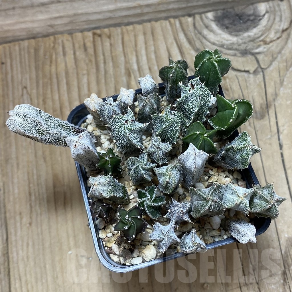 SH21009 Astrophytum myriostigma mix - Image 2
