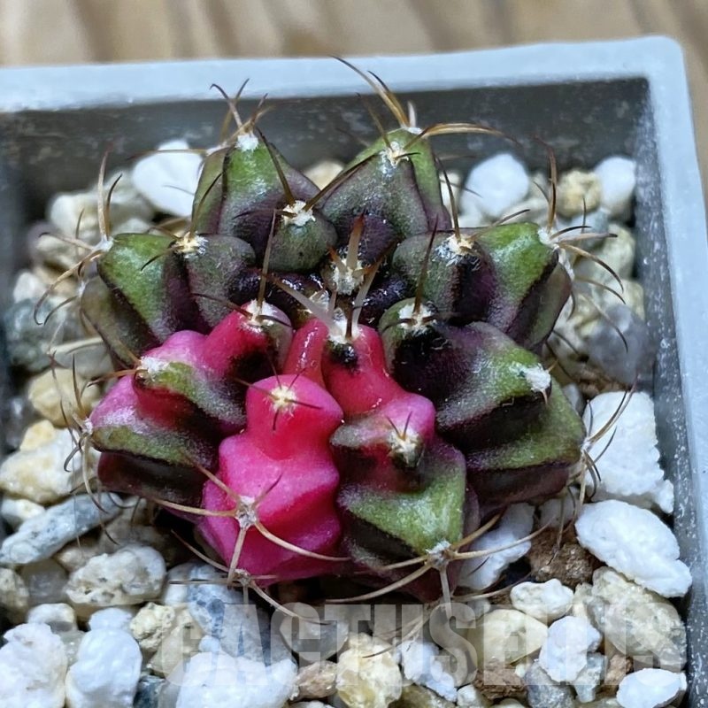 SH21046 Gymnocalycium mihanovichii f. variegata, seedling