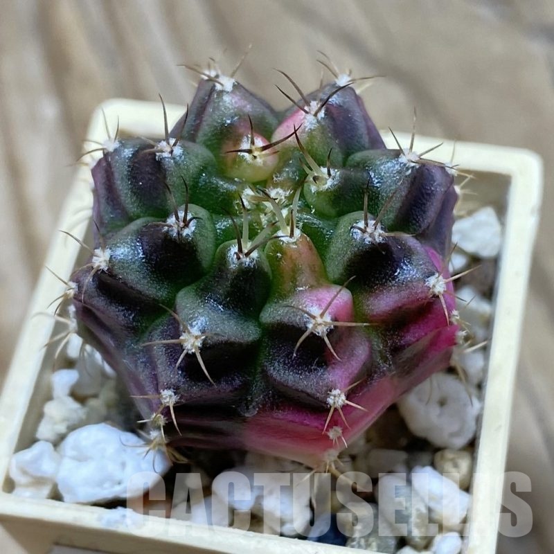 SH21049 Gymnocalycium mihanovichii f. variegata, seedling