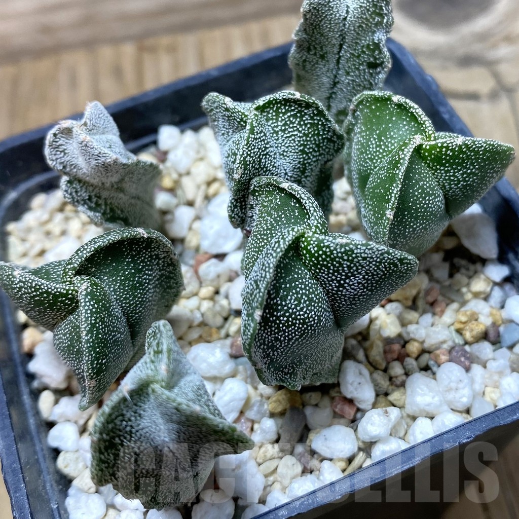 SH21010 Astrophytum myriostigma v. tricostatum mix