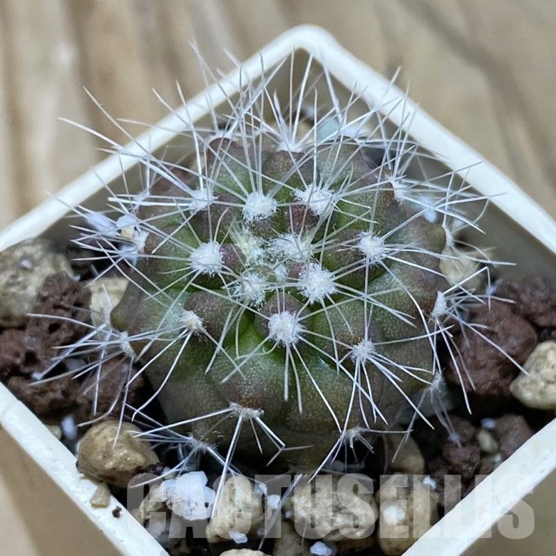 SH21052 Copiapoa scopulina GCG 15283