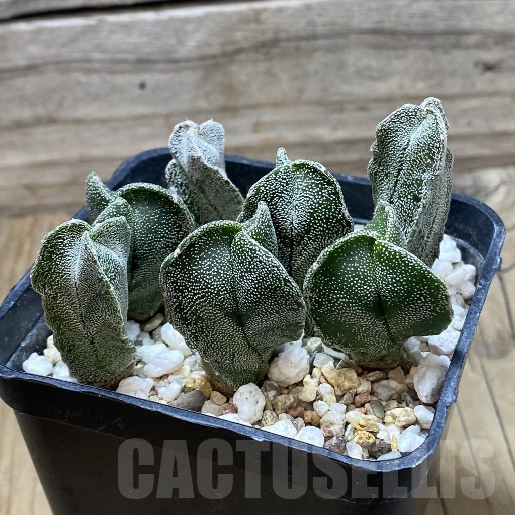 SH21010 Astrophytum myriostigma v. tricostatum mix - Image 2