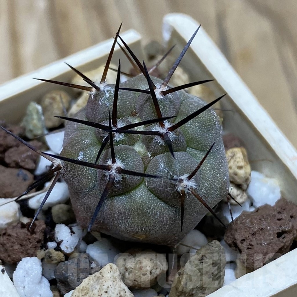 SH21055 Copiapoa cinerea horrida GCG 15311