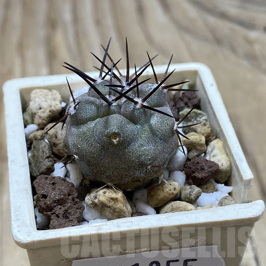 SH21055 Copiapoa cinerea horrida GCG 15311 - immagine 2