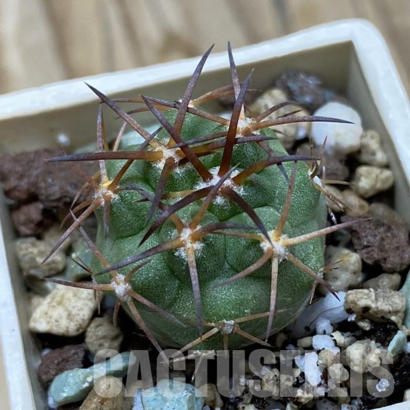 SH21056 Copiapoa schulziana GCG 15210