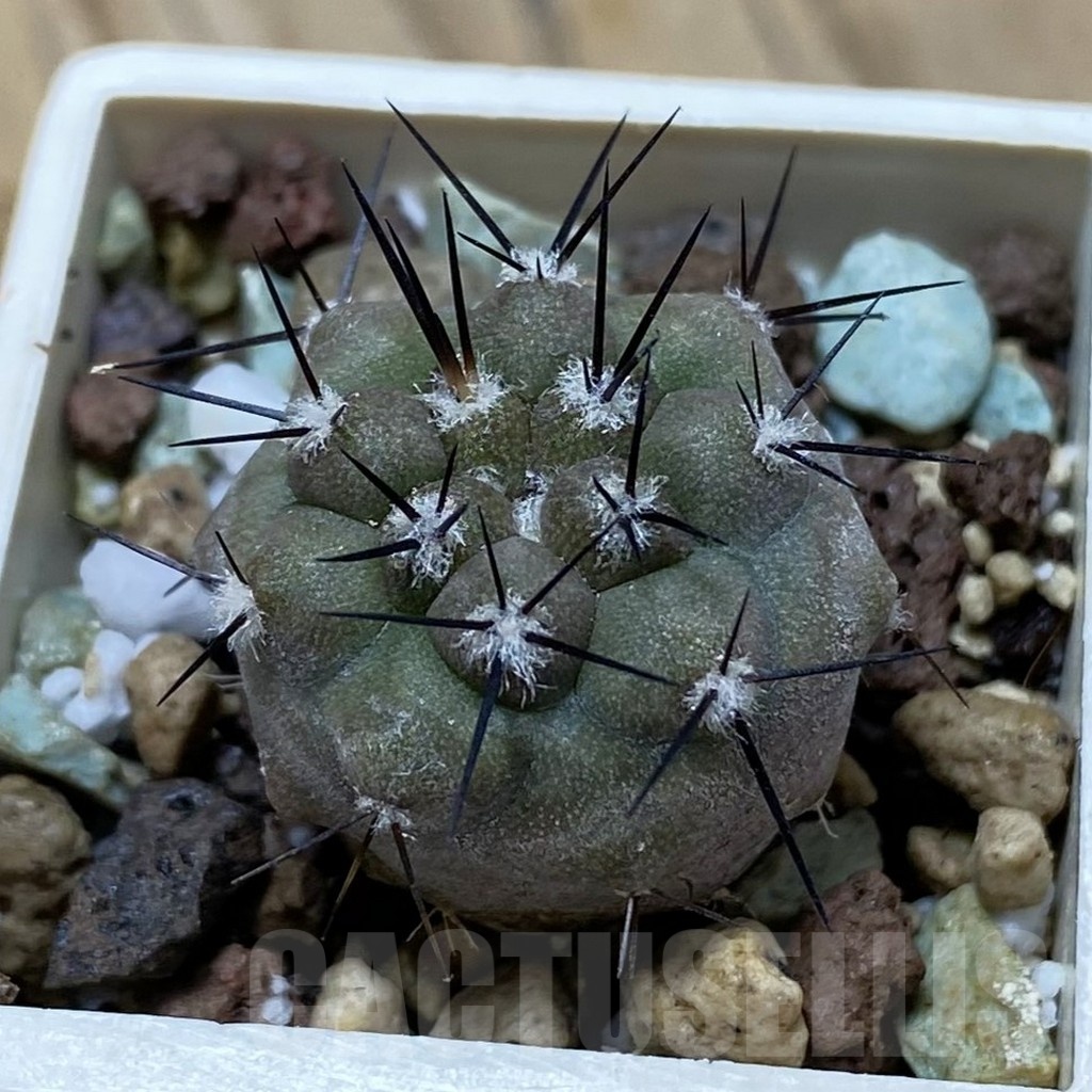 SH21060 Copiapoa cinerea cinerea f. 'australis' GCG 15251