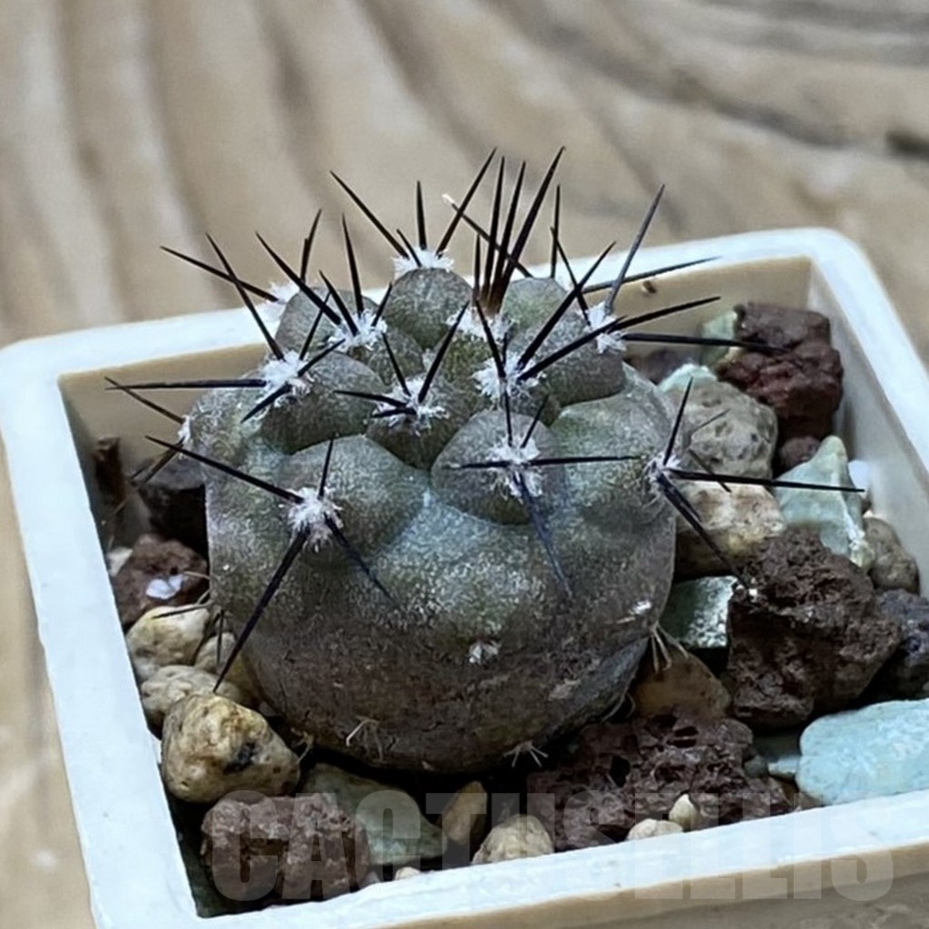 SH21060 Copiapoa cinerea cinerea f. 'australis' GCG 15251 - Image 2