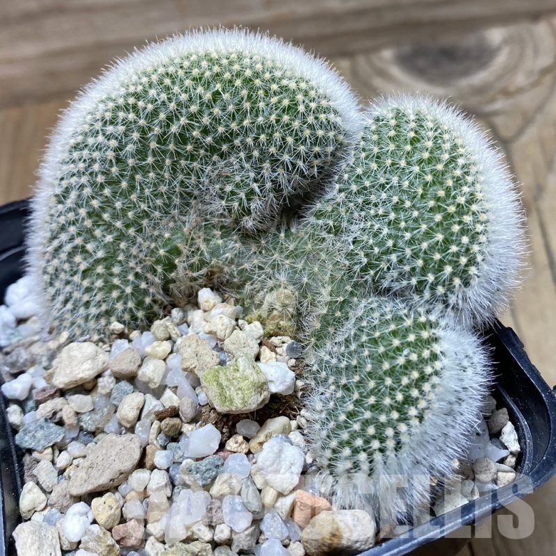 SH21011 Notocactus scopa v. canada f. cristata