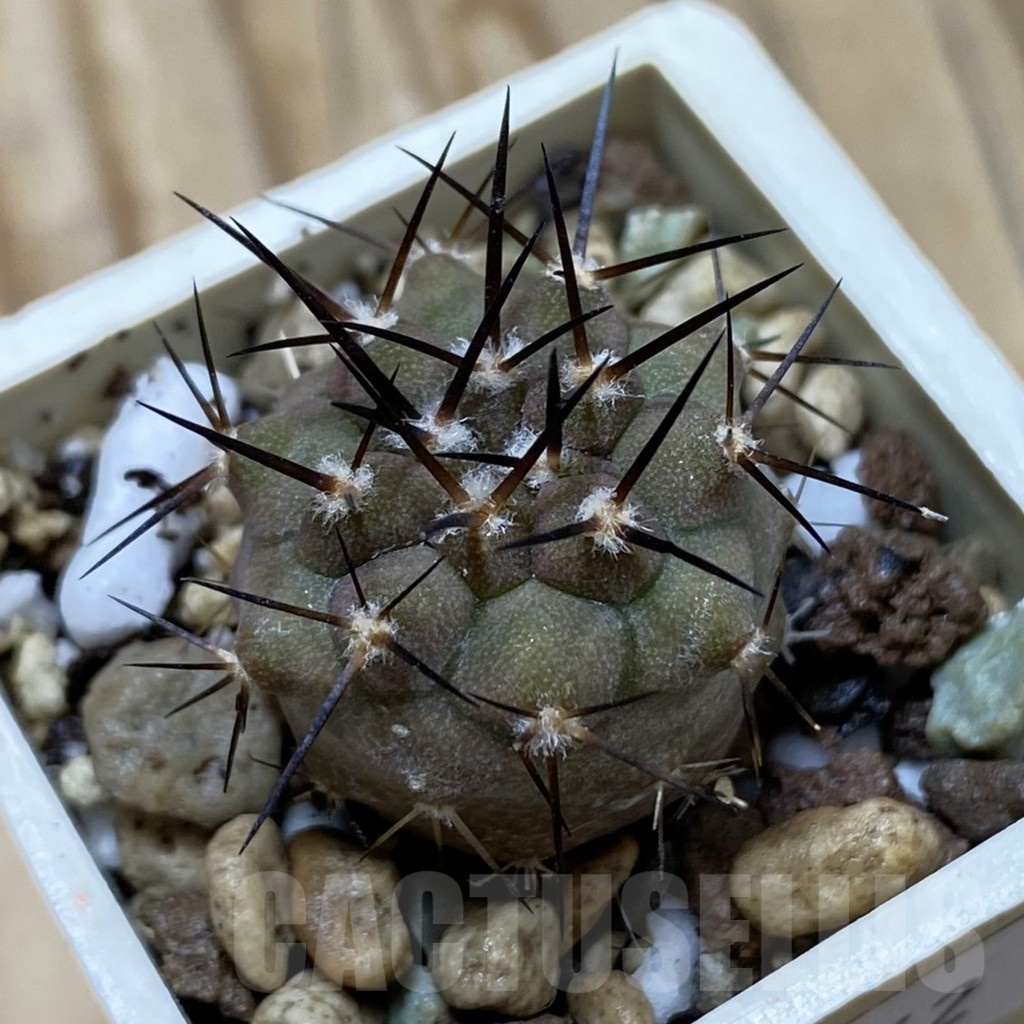 SH21062 Copiapoa cinerea cinerea f. 'australis' GCG 15251
