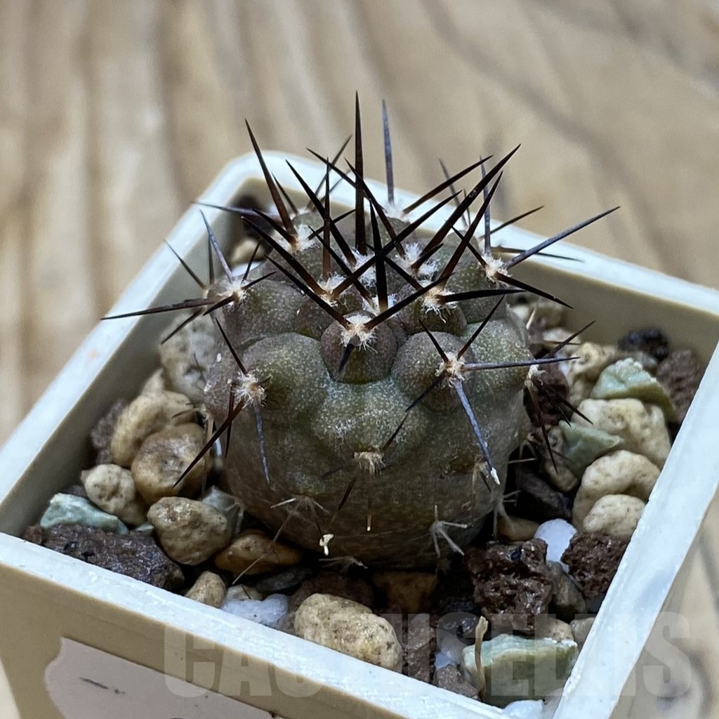 SH21062 Copiapoa cinerea cinerea f. 'australis' GCG 15251 - Imagen 2