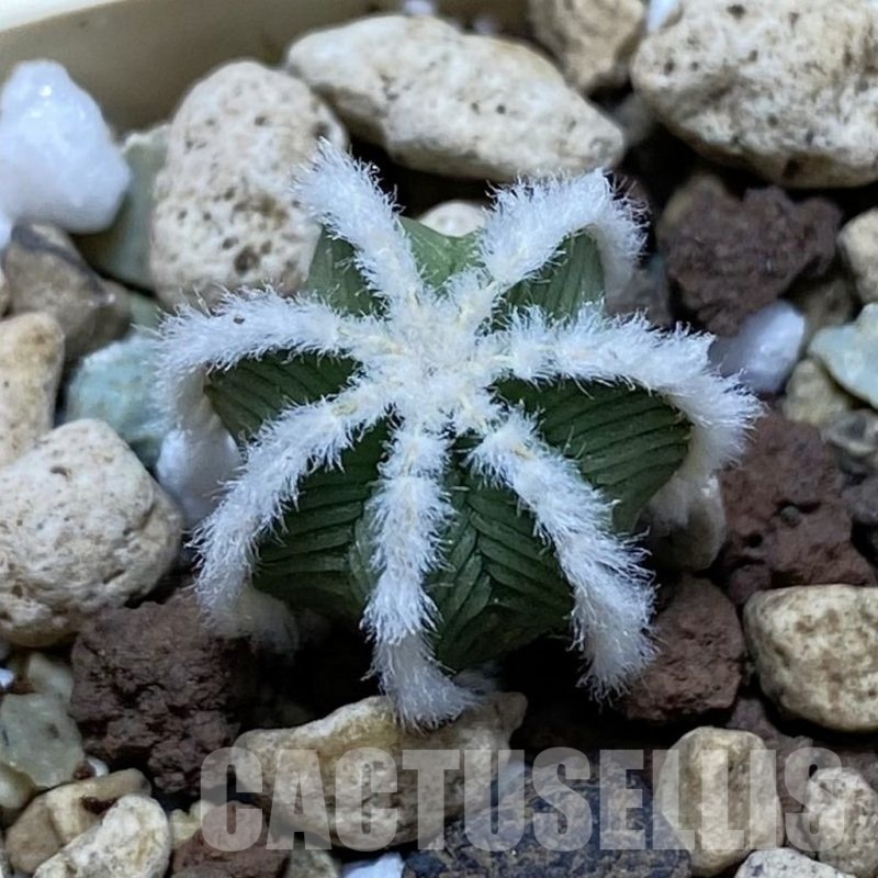 SH21066 Aztekium hintonii -LaPoza- N.L.