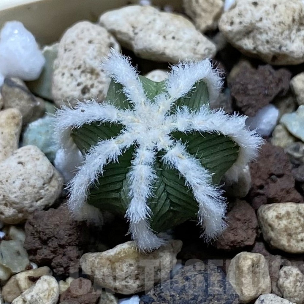 SH21066 Aztekium hintonii -LaPoza- N.L.