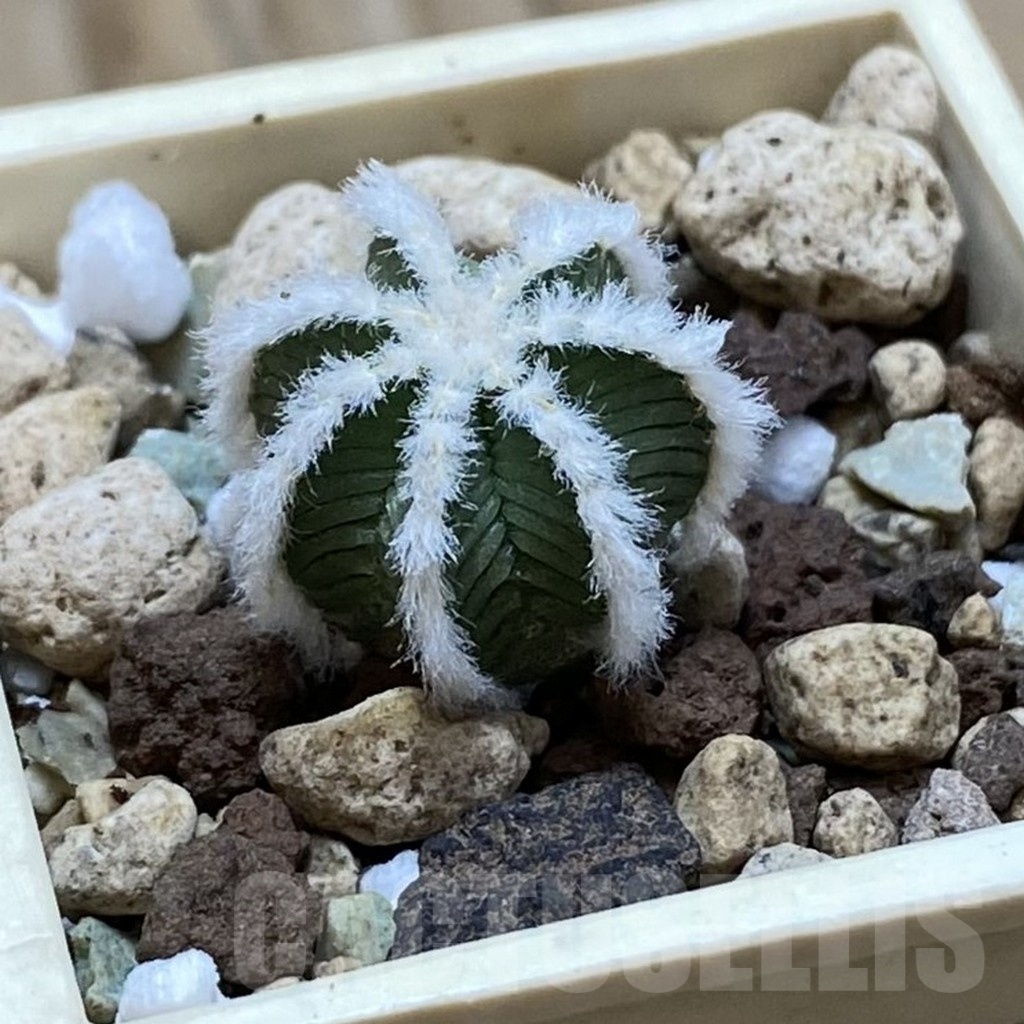 SH21066 Aztekium hintonii -LaPoza- N.L. - Image 2