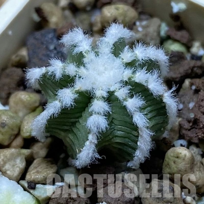 SH21067 Aztekium hintonii -LaPoza- N.L.