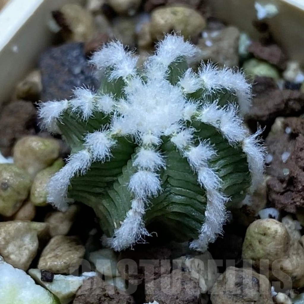 SH21067 Aztekium hintonii -LaPoza- N.L.