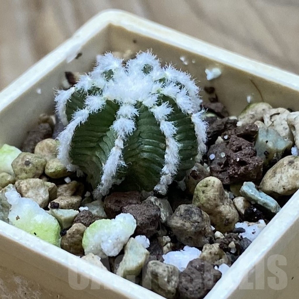 SH21067 Aztekium hintonii -LaPoza- N.L. - Image 2