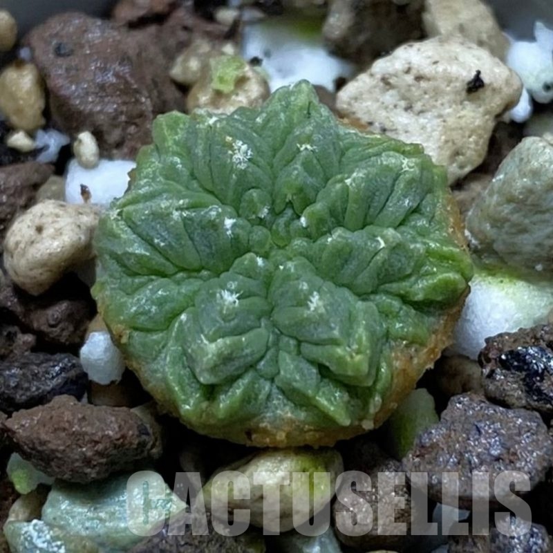 SH21069 Aztekium ritteri GCG 12629