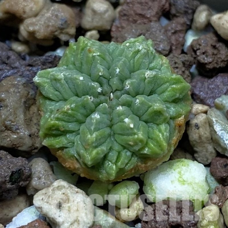 SH21071 Aztekium ritteri GCG 12629