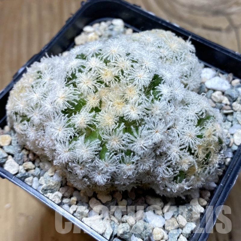 SH21012 Mammillaria plumosa ‘Snow’