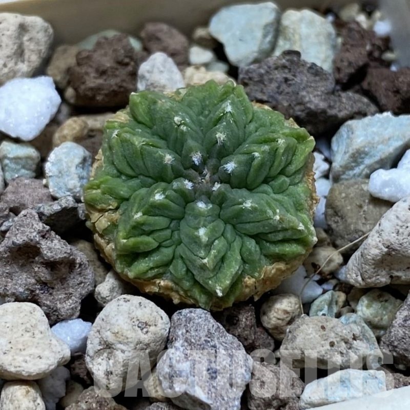 SH21072 Aztekium ritteri GCG 12629